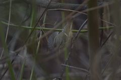 Phylloscopus humei