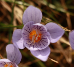 Crocus pulchellus