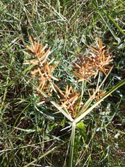 Cyperus esculentus leptostachyus
