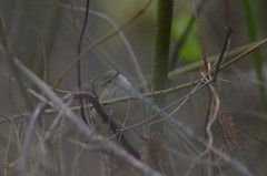 Phylloscopus humei