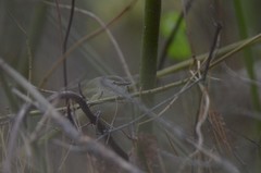 Phylloscopus humei