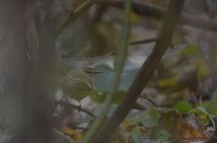 Phylloscopus humei