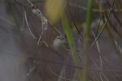 Phylloscopus humei