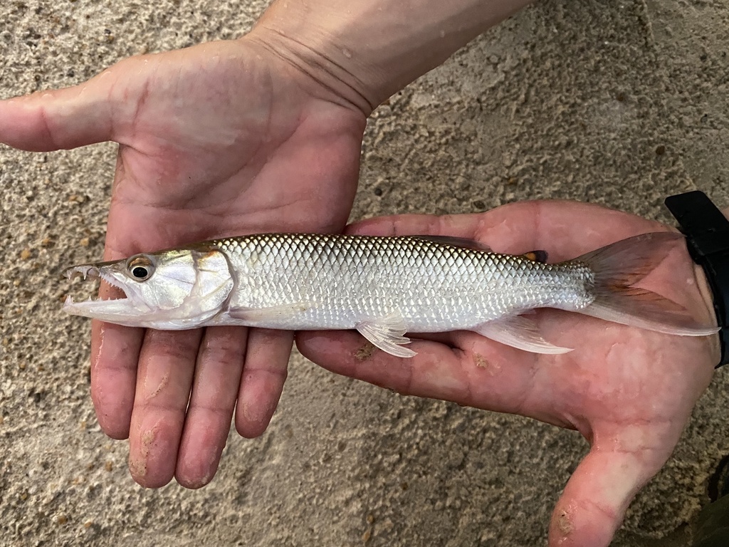 Kafue Pike