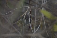 Phylloscopus humei
