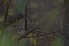 Phylloscopus humei