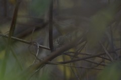 Phylloscopus humei