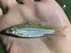 Enteromius holotaenia