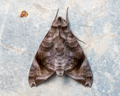 Acosmeryx pseudonaga