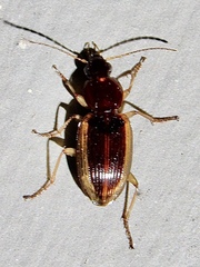 Agonum pallipes