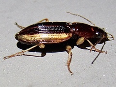 Agonum pallipes