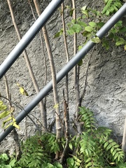 Ailanthus altissima