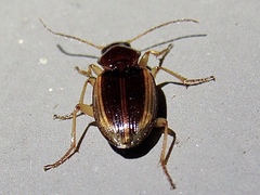 Agonum pallipes