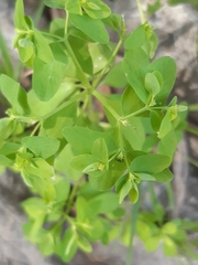 Euphorbia peplus
