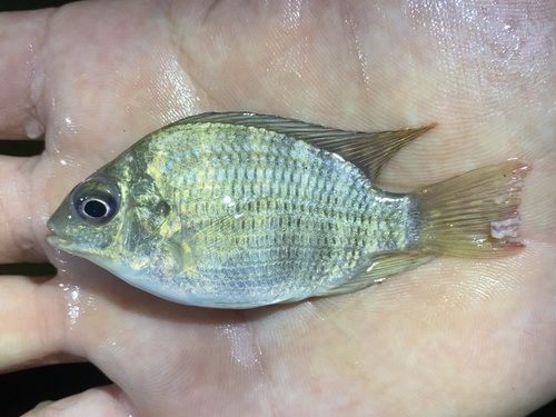 Schwebisch's tilapia (Oreochromis schwebischi) — Cichlidae — 5
