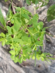 Euphorbia peplus