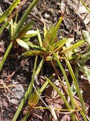 Cyperus compressus