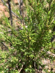 Cliffortia repens