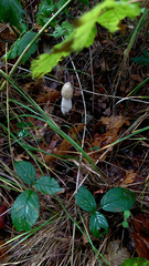 Phallus impudicus