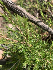 Cliffortia repens