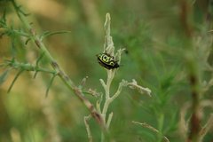 Calligrapha serpentina