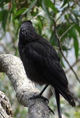 Strepera versicolor melanoptera