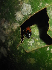 Pselaphacus signatus
