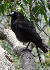 Strepera versicolor melanoptera