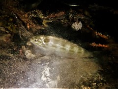 Helotes octolineatus