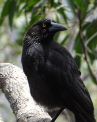 Strepera versicolor melanoptera