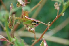 Calligrapha serpentina
