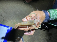 Macrobrachium macrobrachion