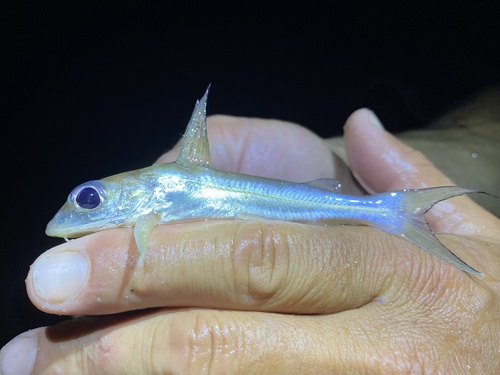 Claroteid catfish (Chrysichthys aluuensis) — Claroteidae — 5
