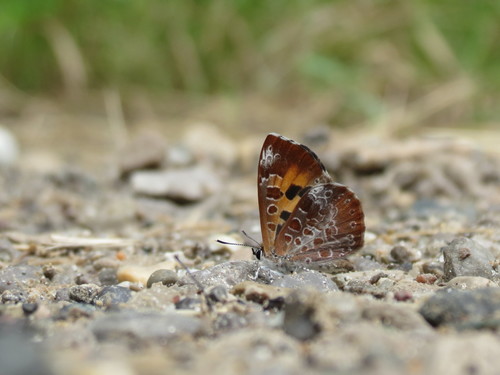 Feniseca tarquinius