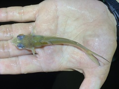 Chrysichthys aluuensis