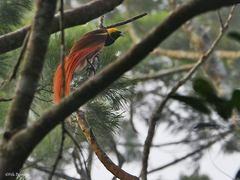 Raggiana Bird-Of-Paradise photo 5