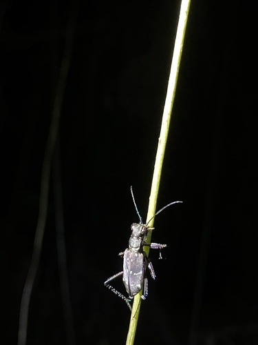 Cicindela interrupta