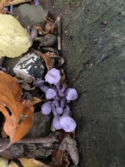 Fungi
