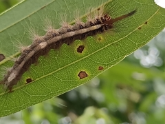 Dasychira chekiangensis