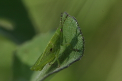 Pyrgomorphidae