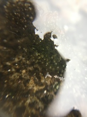 Collembola