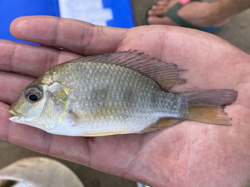 Coptodon tholloni