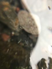 Collembola