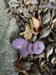 Laccaria amethystina