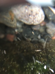 Collembola