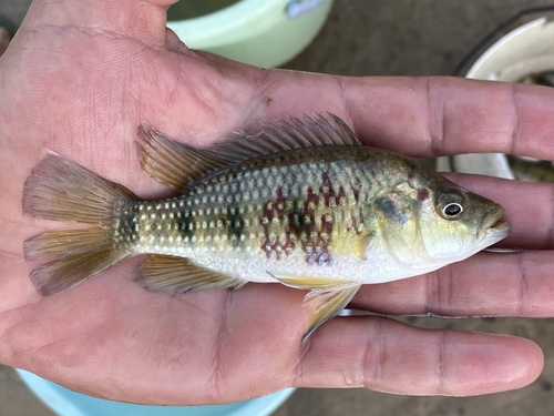 Banded Jewel Cichlid