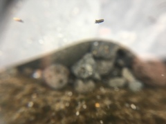 Collembola