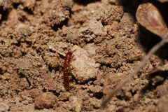 Acanthostichus brevicornis