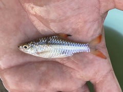 Enteromius holotaenia