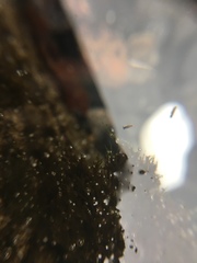 Collembola